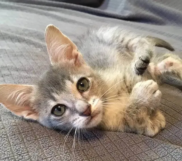 Extra image from article