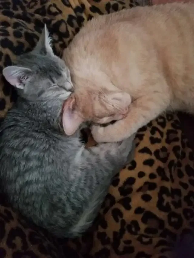 Extra image from article