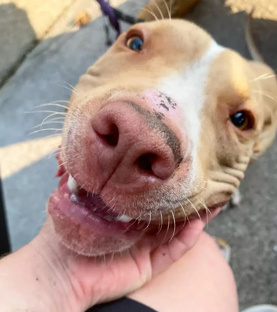 Sadly, Beaker's chain had become tightly...