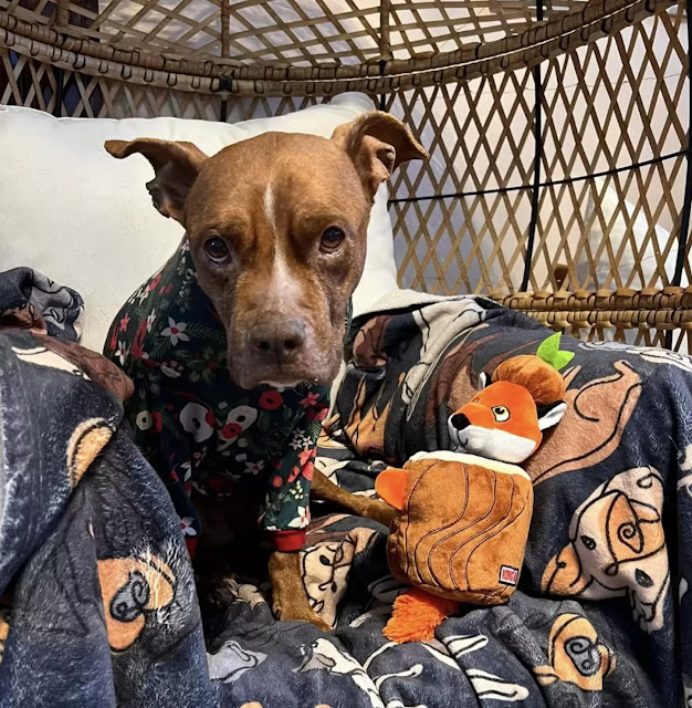 Extra image from article