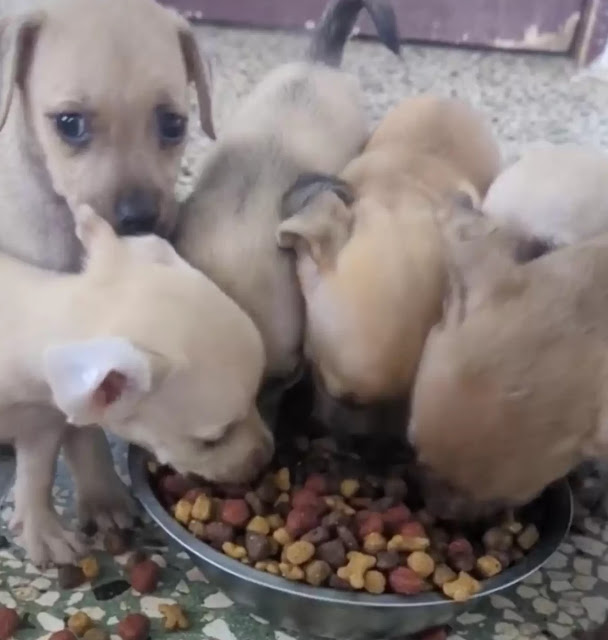 The grateful mother dog, later named Goj...