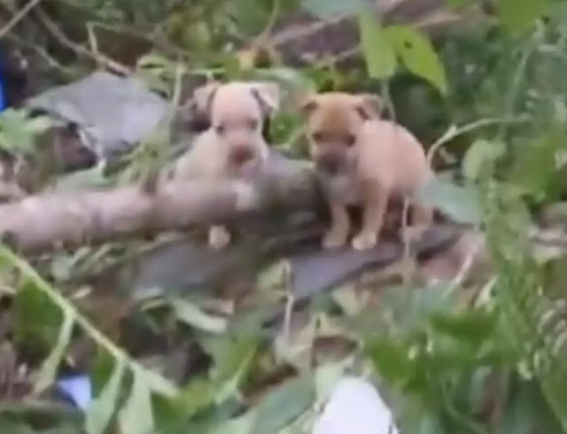 Venturing into the lush greenery, Boggs ...