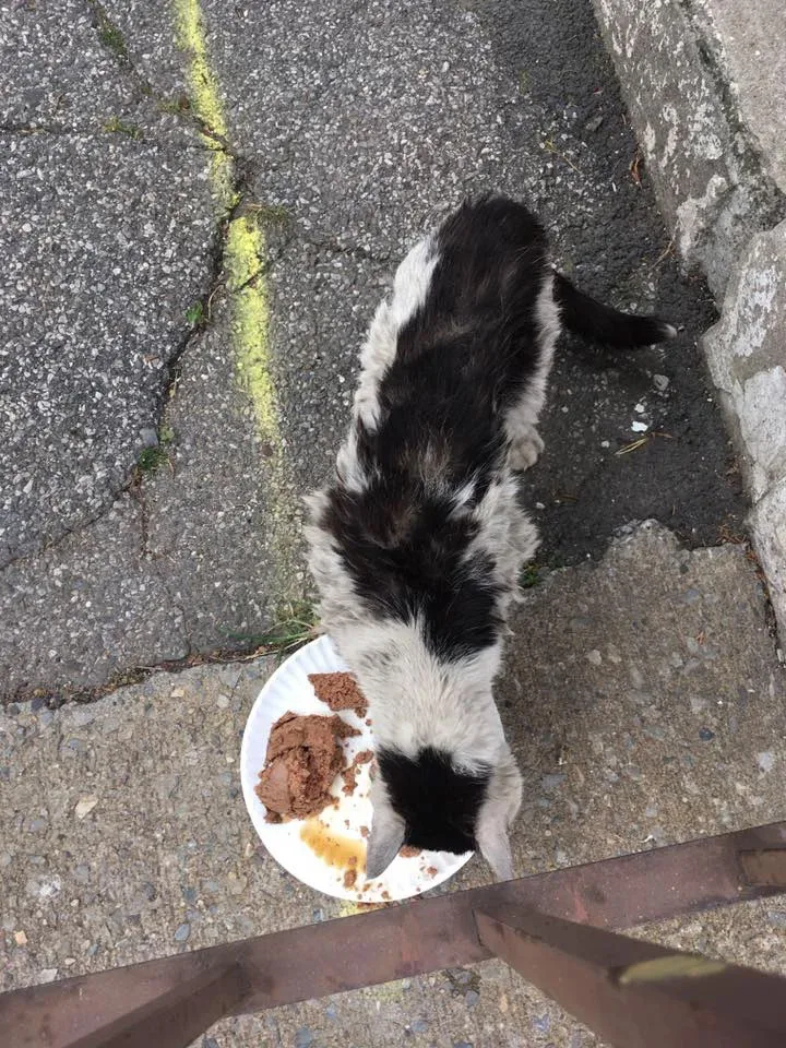 Just two days after being rescued, Attil...