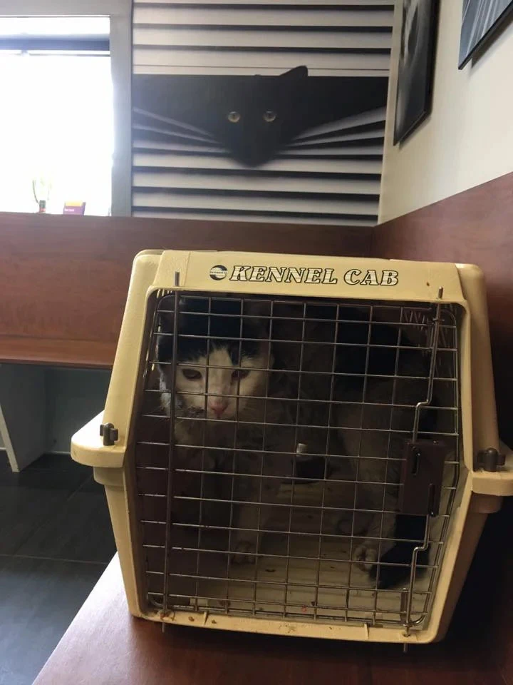 His gentle nature was evident to everyon...