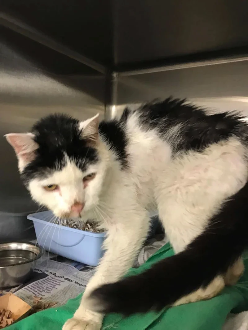 Extra image from article