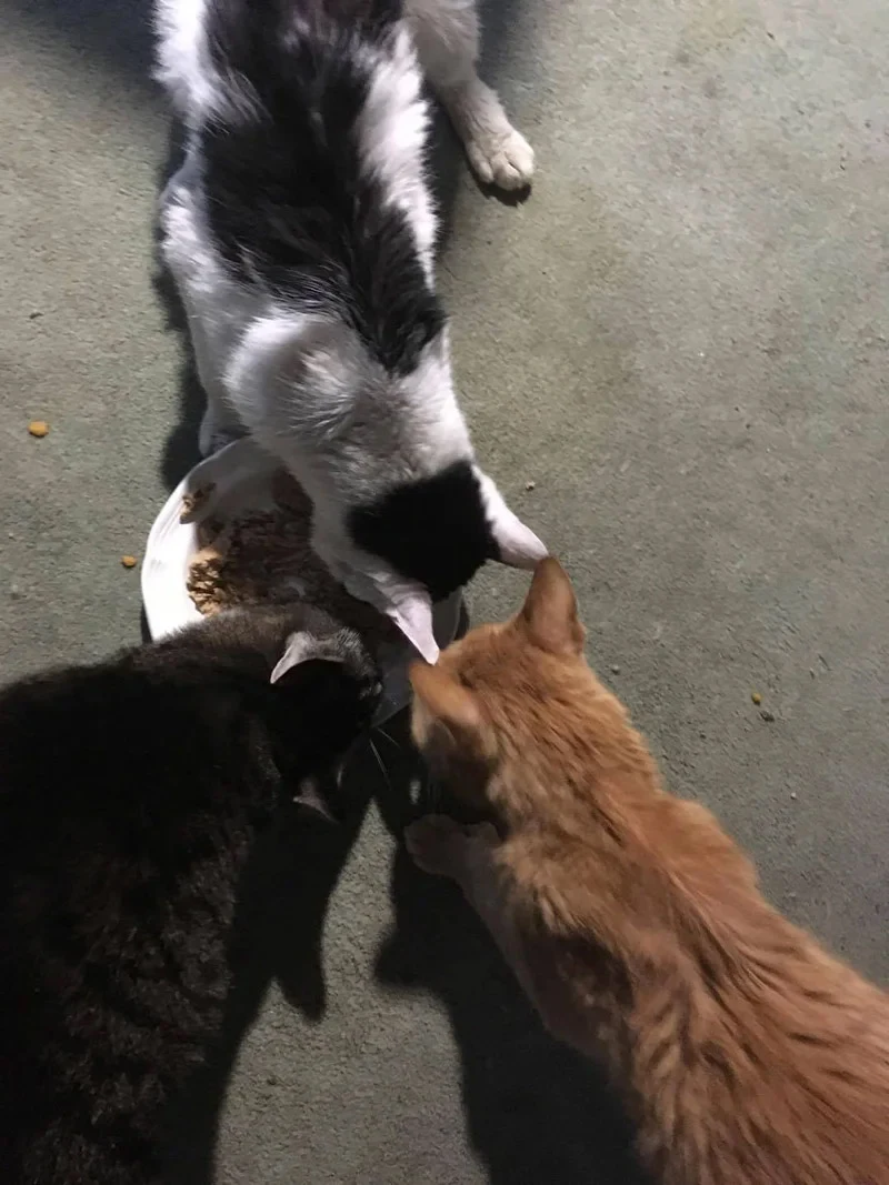 Extra image from article