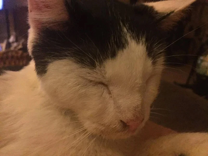 Extra image from article