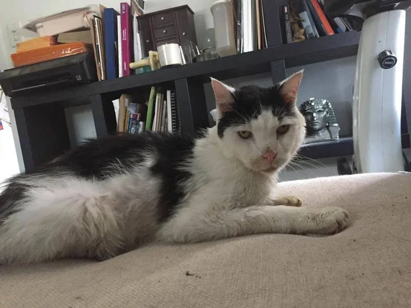 Extra image from article