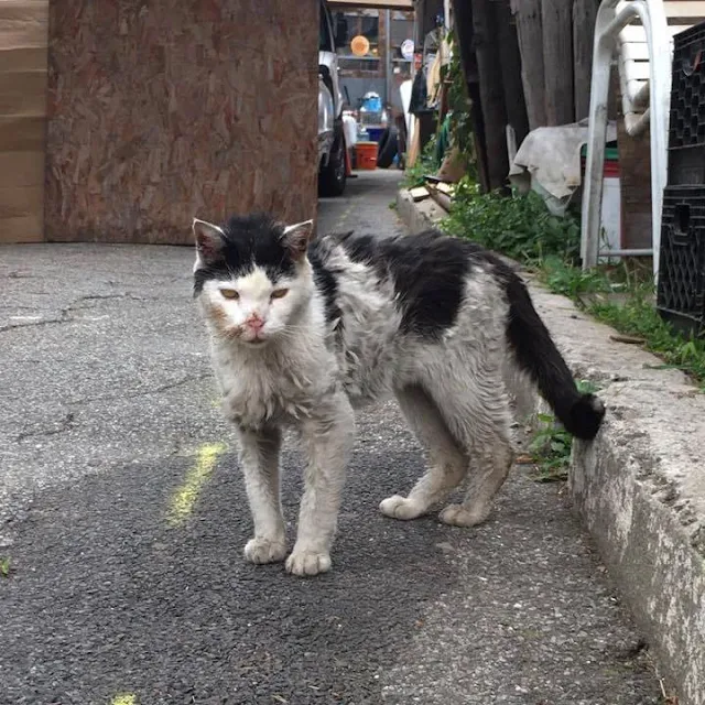 According to the rescue group’s spokespe...