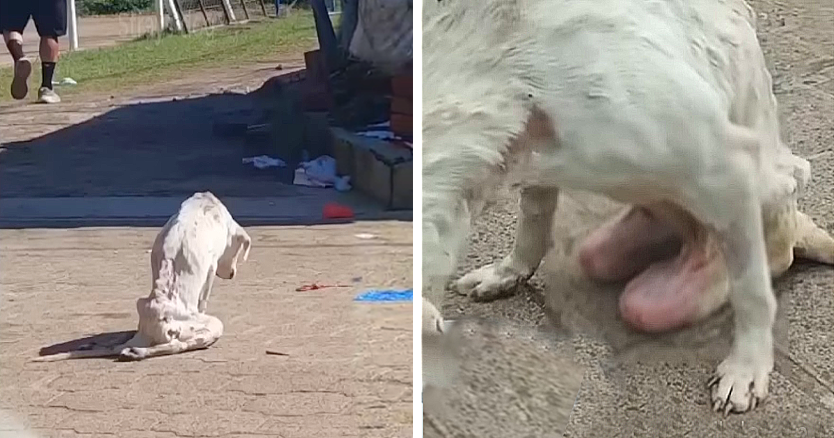 As darkness set in, a rescue group calle...