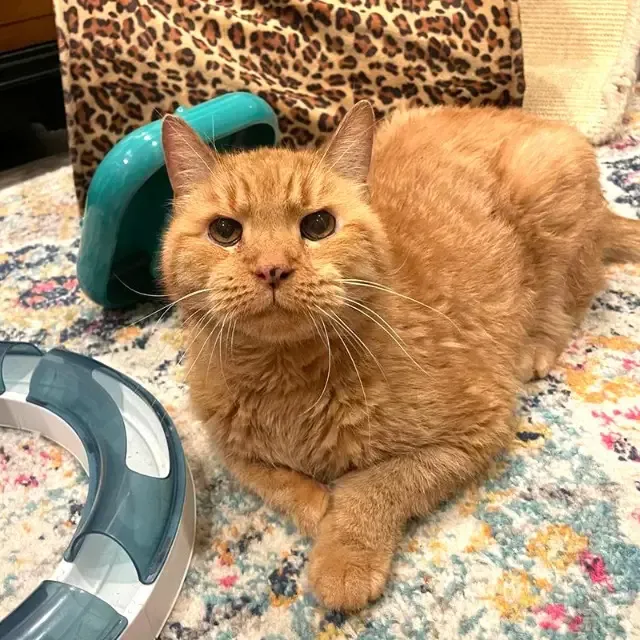 Though Pumpkin was initially expected to...