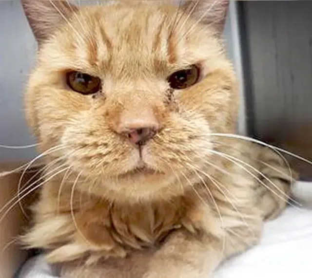 Extra image from article