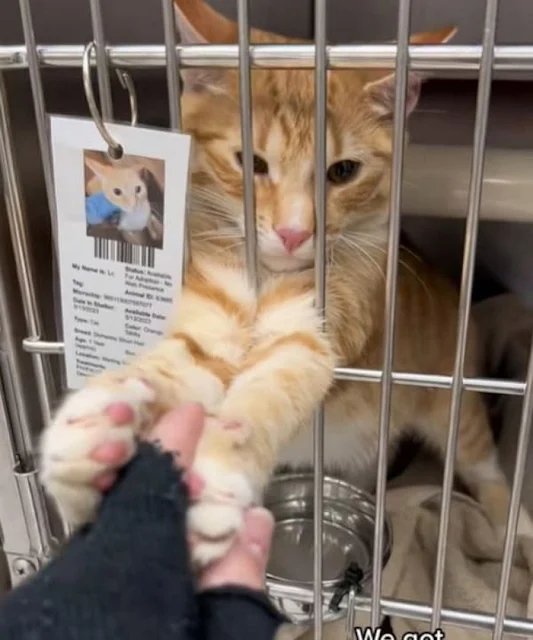 The heartwarming twist? Tigger didn't le...