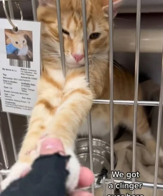 Tigger no longer needs to seek love—it s...