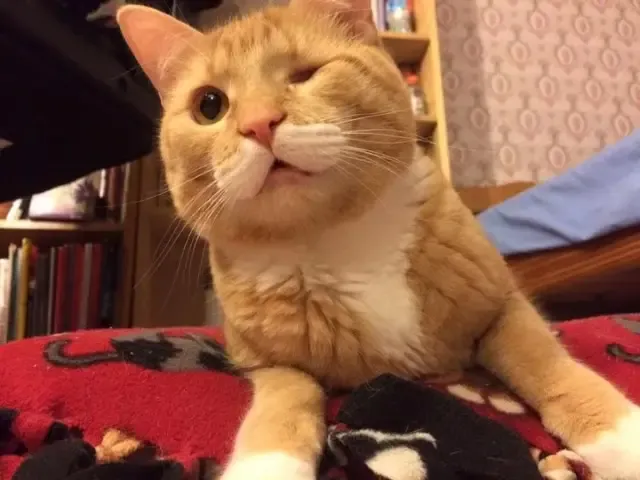 Charlie provides constant comfort and lo...