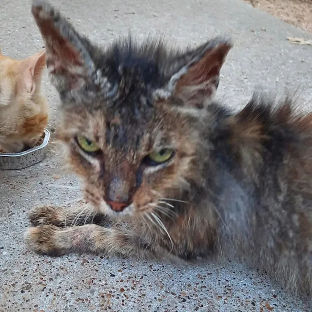 Miko also suffered from a severe case of...