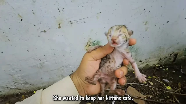 That moment marked the beginning of her ...