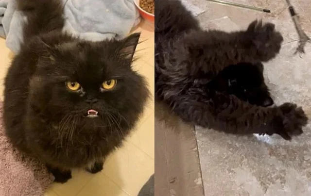 Extra image from article