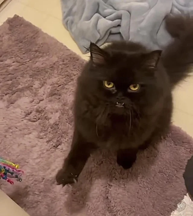 Extra image from article