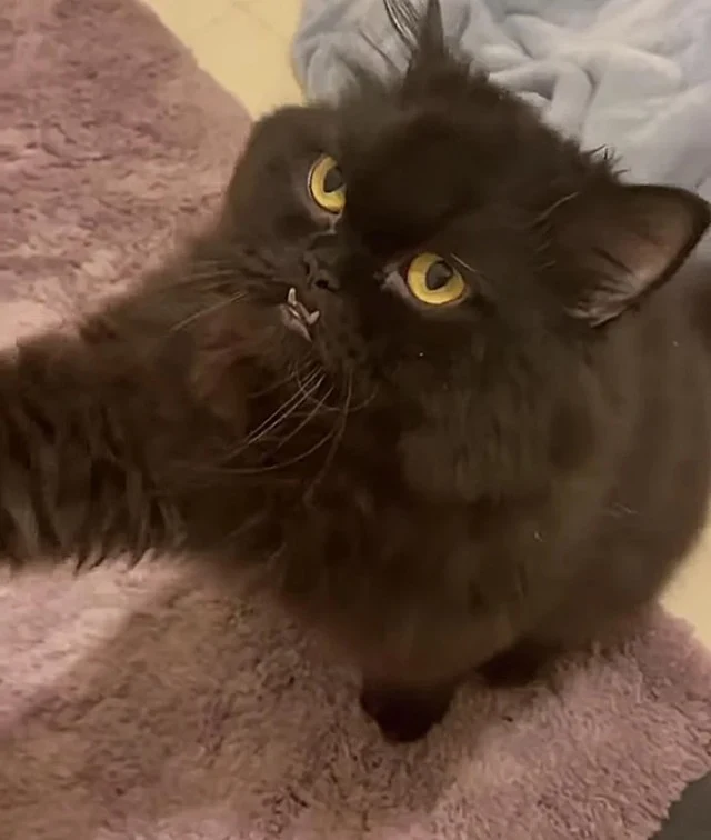 Extra image from article