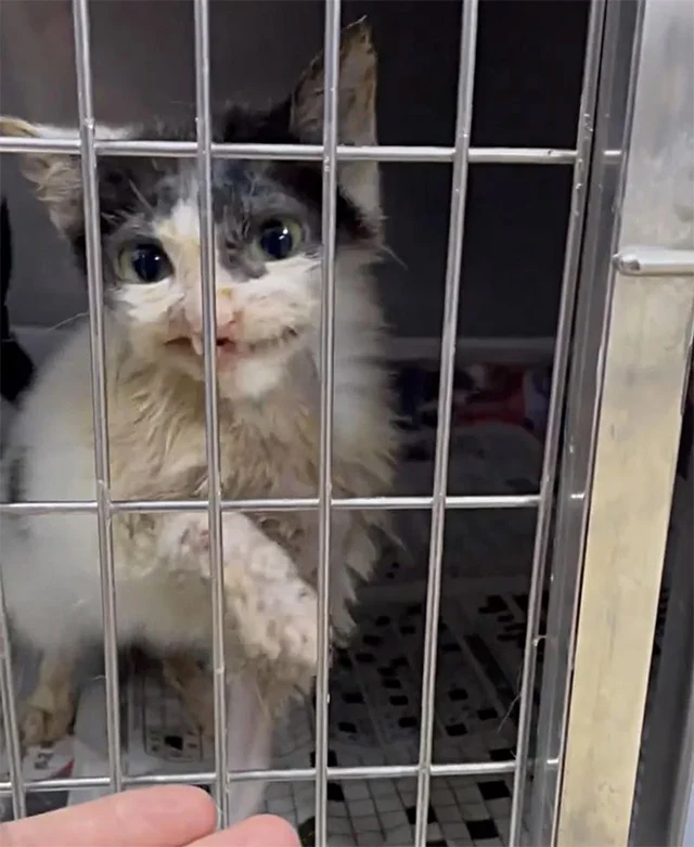 Soon, Zombi began eating without distres...