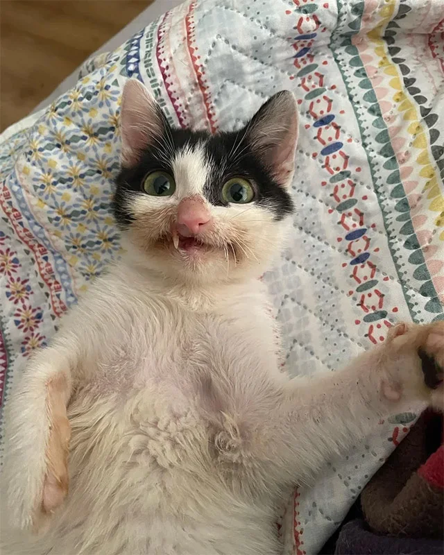 Extra image from article