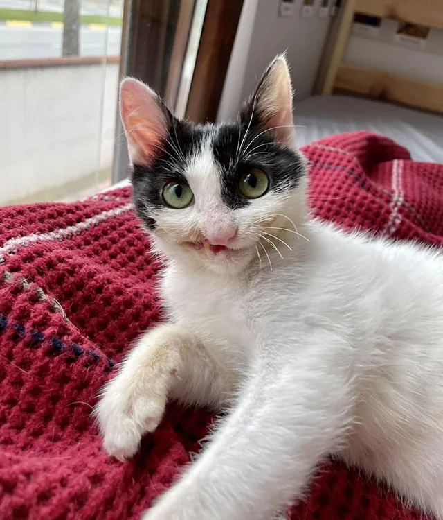 Extra image from article