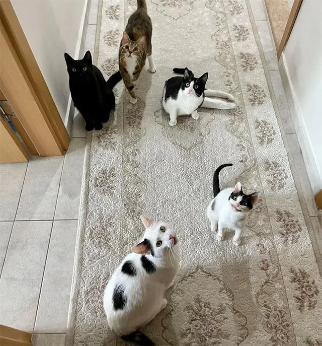 Extra image from article