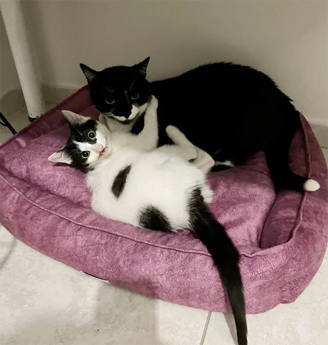 Extra image from article