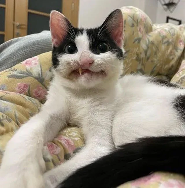 Though veterinarians were doubtful about...