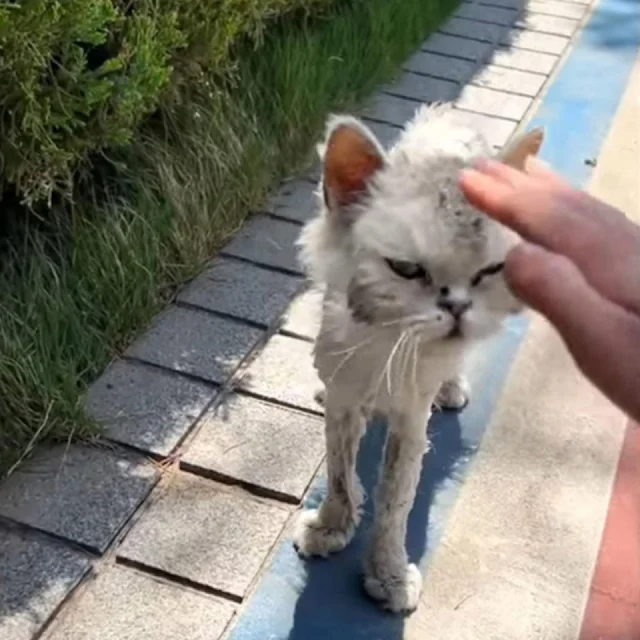 Upon arrival, the woman offered two cans...