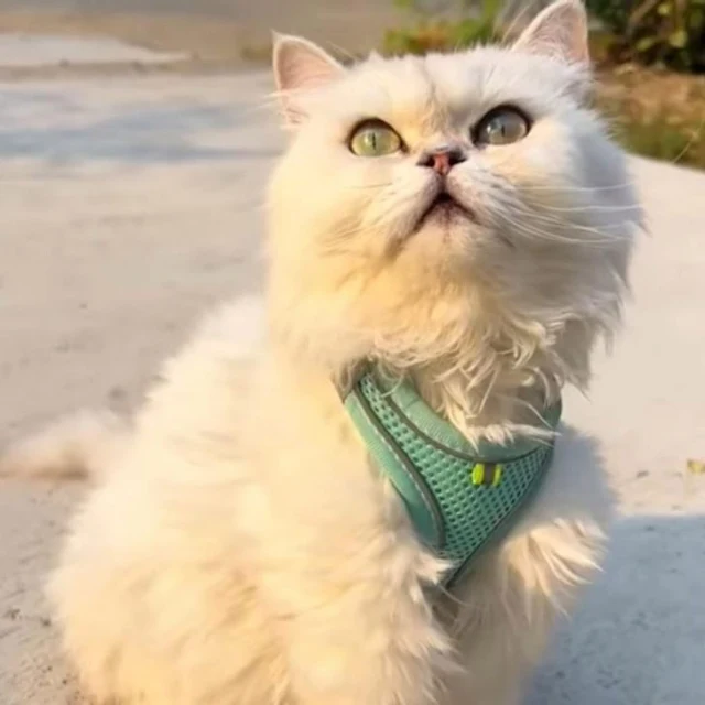 Extra image from article