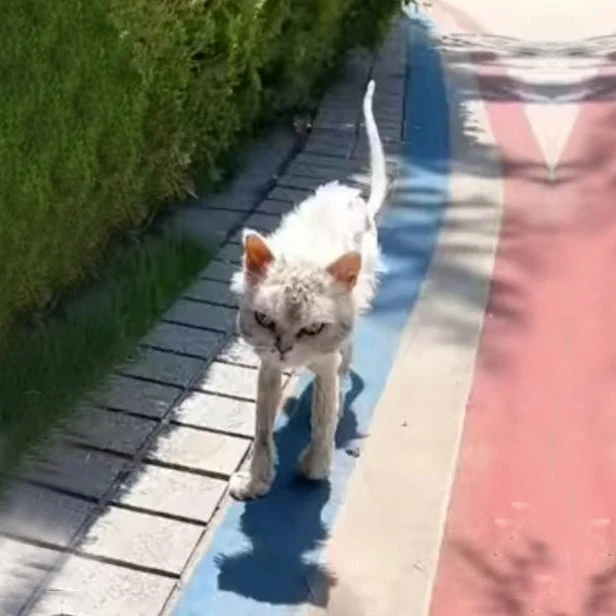 Moved by the cat's condition, the woman ...