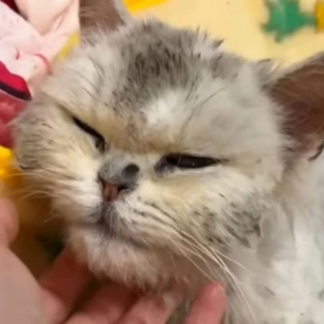 Committed to her new pet's health, the w...