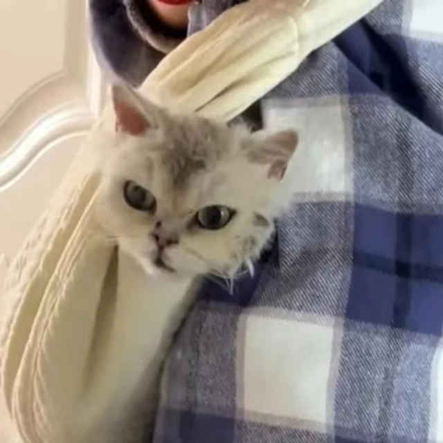 Occasionally, Bailey was caught gazing l...