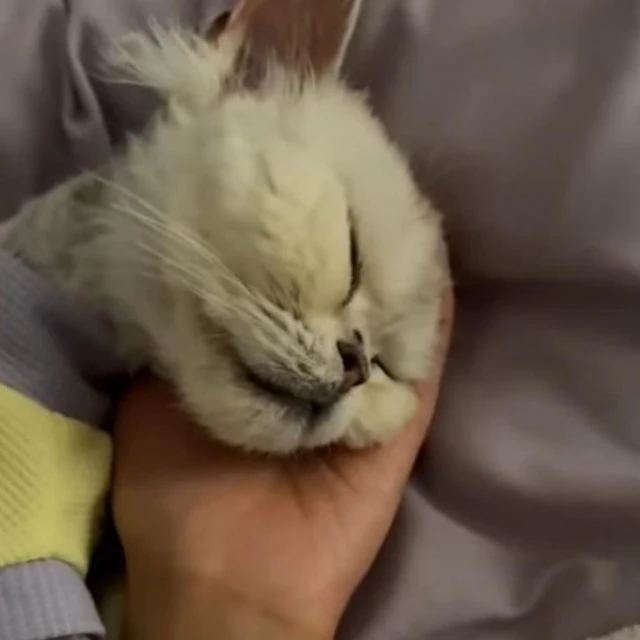 Extra image from article