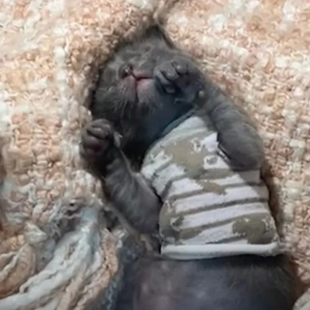 In Jacey's care, Scar's days are now fil...