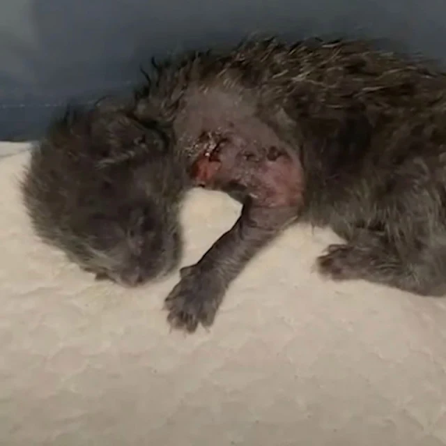 After a prompt visit to the veterinarian...