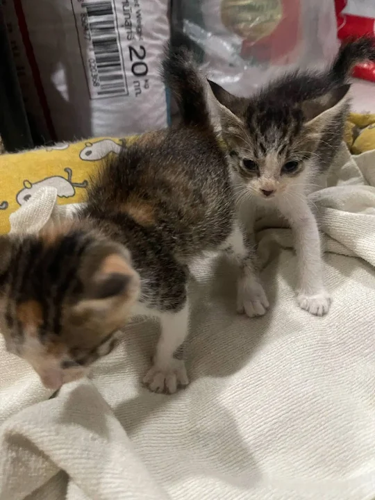 Valdez assures that the kittens' future ...