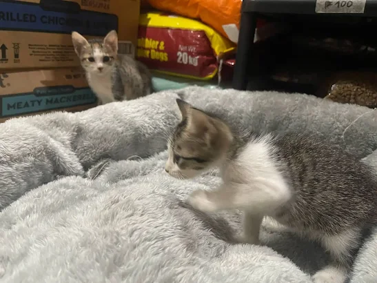 Extra image from article