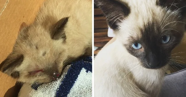 This poor kitten was in a sorry state, a...