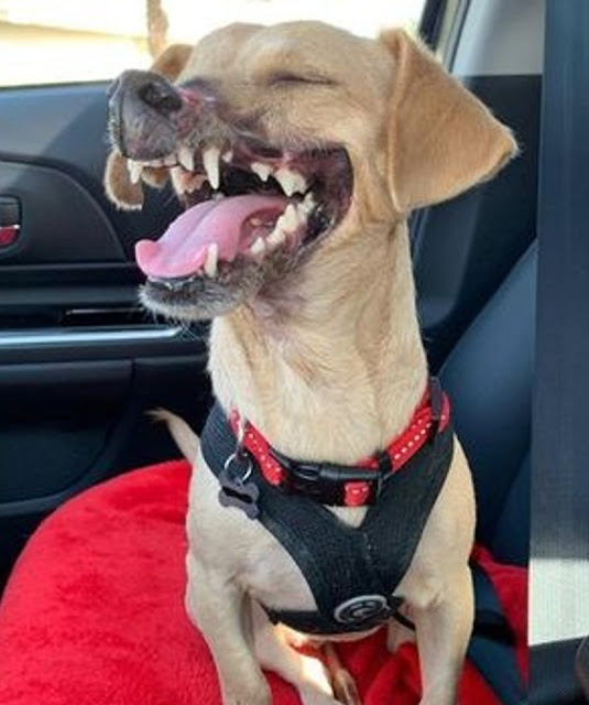 Extra image from article