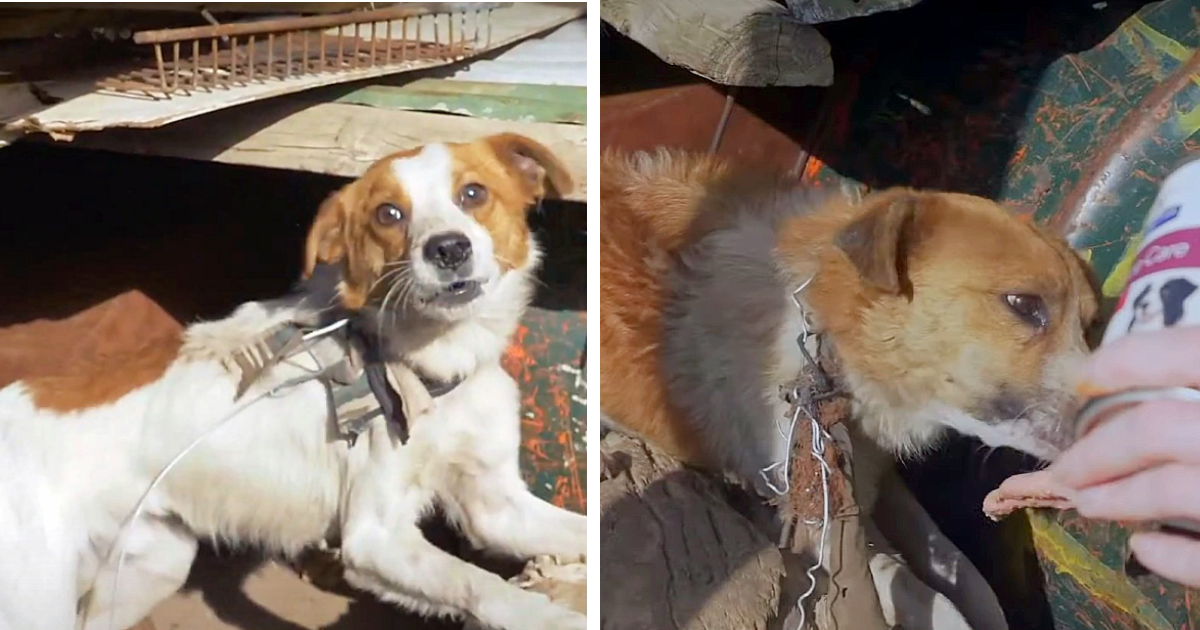 You would believe the dogs were strays, ...