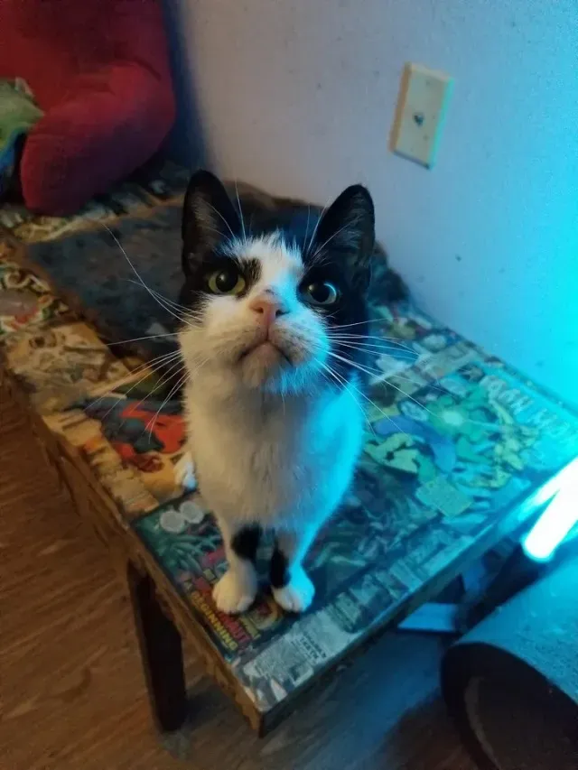 Extra image from article