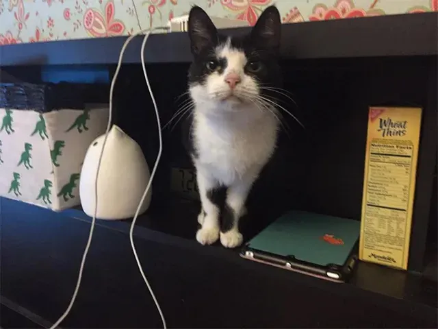 Extra image from article