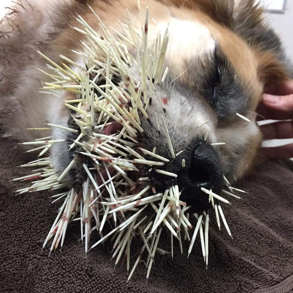 Extra image from article