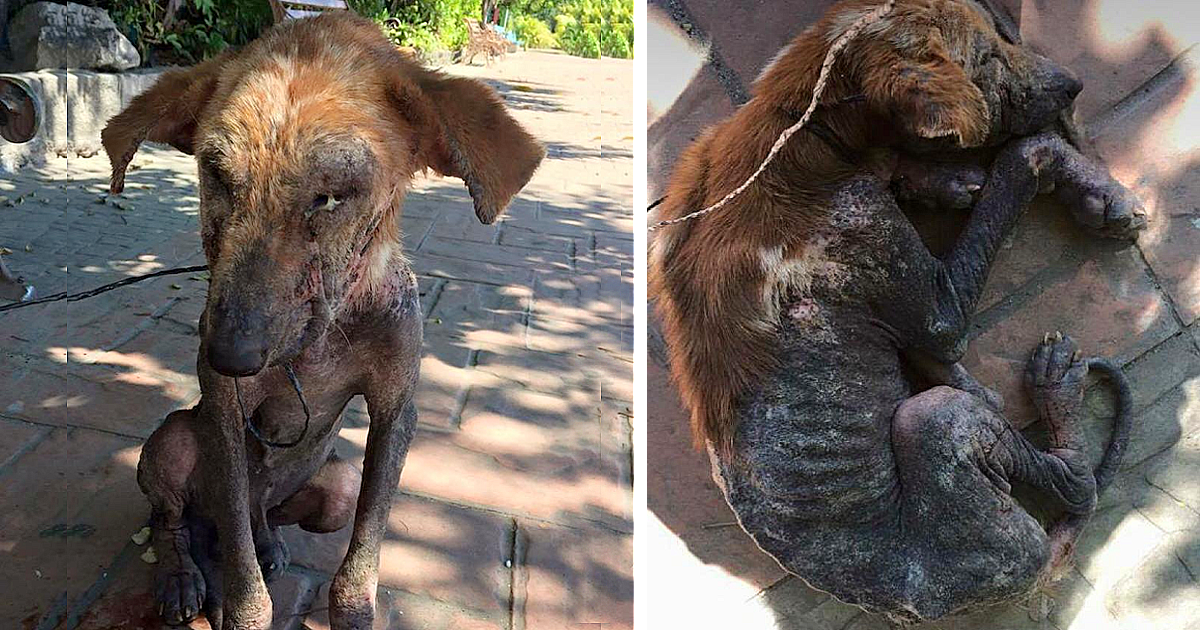 A dog walked from table to table in a re...
