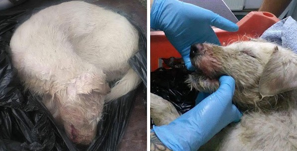 The dog was taken to Transylvania Animal...