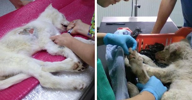 She was eventually taken to England and ...