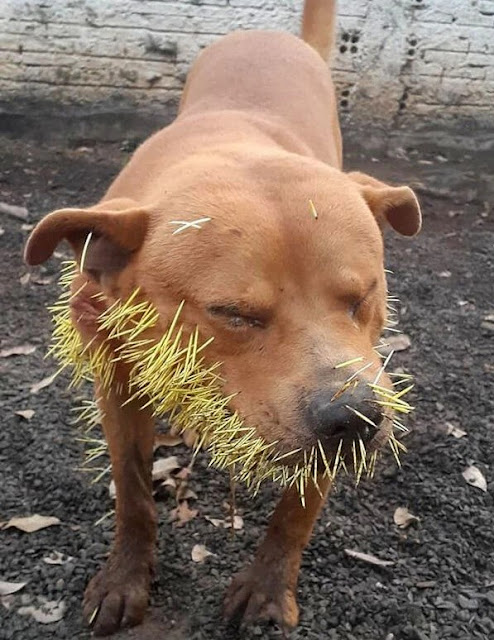 This incident marks the second time in a...